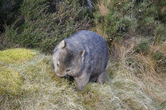 Wombat, Cradle Mountain National Park, TAS