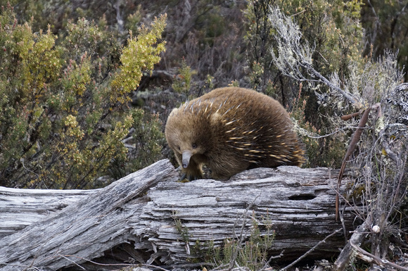 Echidna in Cradle Mountain National Park
