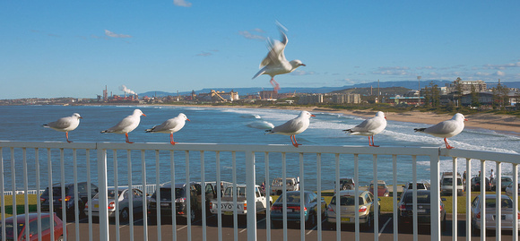 Odd one Out, Wollongong Harbour