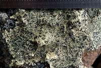 KGI Lichens