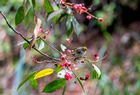 White eye