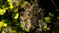Cotton Wool Plant on Berry Head
