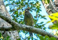 Spotted Catbird