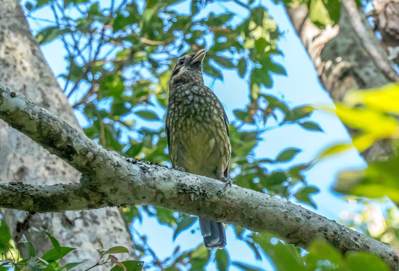 Spotted Catbird