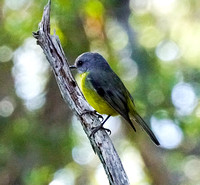 Eastern Yellow Robin,  Booderee National Park