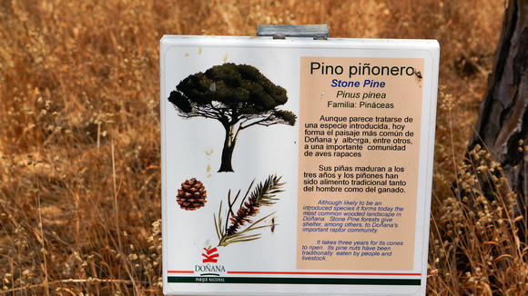 Stone Pine sign