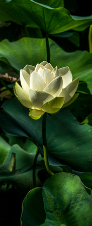 White Lotus