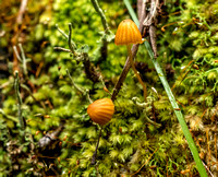 Fungi in Royal National Park, NSW,  Australia