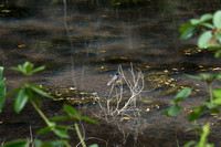 Masked Woodswallow - maybe