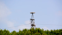 Electric Storks
