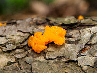 Yellow jelly fungus