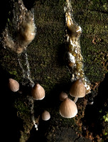Fungi in Royal National Park, NSW,  Australia