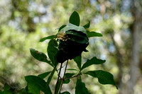Green Ant Nest, Fog Dam