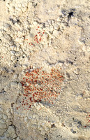 RedLichen7_DSC7790_85x55F