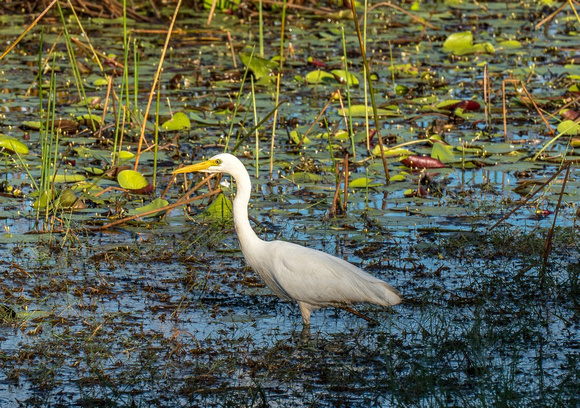 Intermediate Egret, Fogg Dam. NT