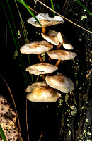Fungi in Royal National Park, NSW,  Australia