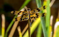 The graphic flutterer, Rhyothemis graphiptera