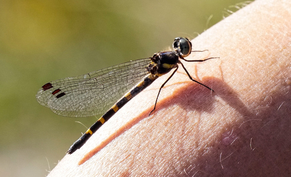 Damsel fly on Sharon’s arm. Booderee National Park