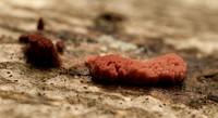 Slime mould mesas