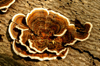 Unknown fungus
