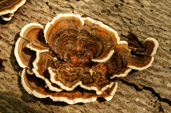 Unknown fungus