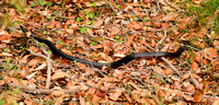 Red Bellied Black Snake, Booderee National Park, NSW