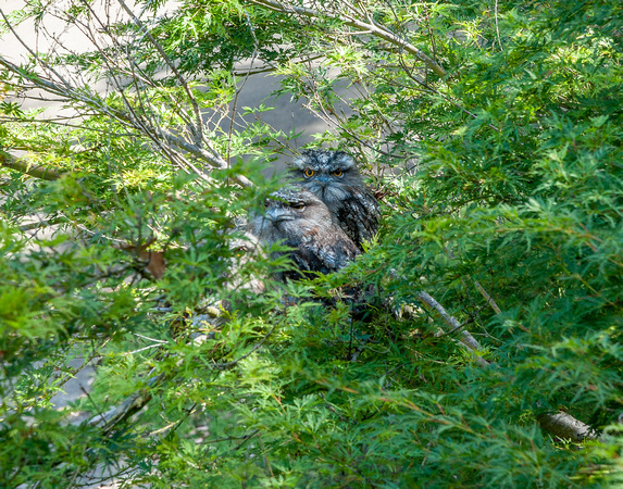 Young Tawny Frogmouths in our front garden