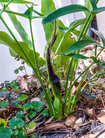 Illawarra Stinking Lily