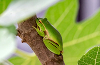 Green Stream Frog, basking in our patio fig tree