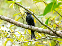 Spangled Drongo