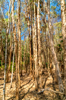 Paperbark Trees at Fog Dam