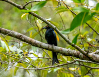 Spangled Drongo