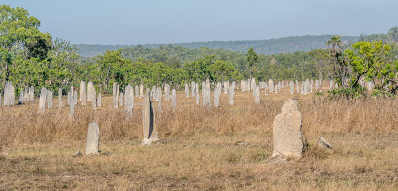 Magnetic Termite Mounds