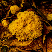 Coral fungus