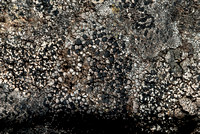 Lichen3_DSC2892_57x38F