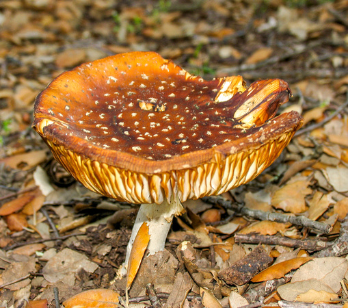 _MG_4681.jpg