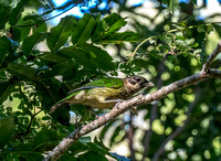 Spotted Catbird, Atherton Tablelands