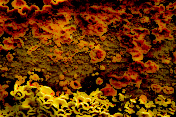 Fungal abstract