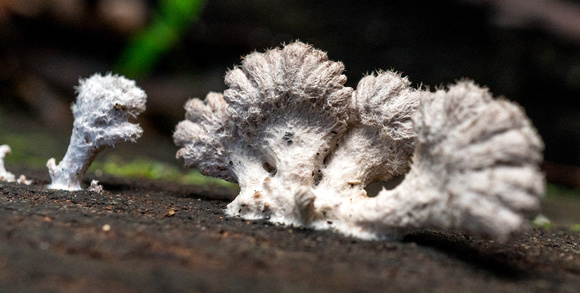 Fungi in Royal National Park, NSW,  Australia