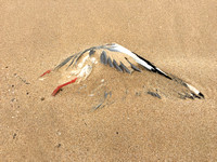 The Sands of Time