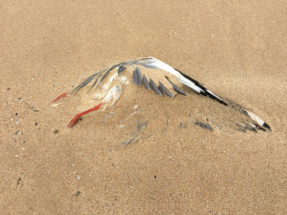 The Sands of Time