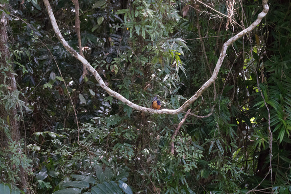 Azure Kingfisher