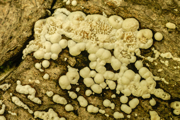 Unknown fungus