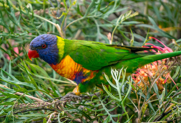 Rainbow Lorikeet, Jervis Bay