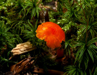 Tiny red mushroom