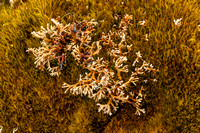 Lichen4_DSC2913_57x85F