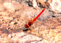 Dragonfly, Curtain Falls, Litchfield National park
