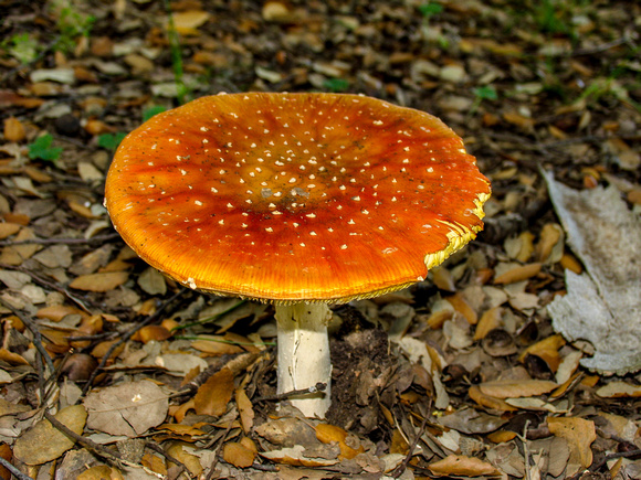 _MG_4675.jpg