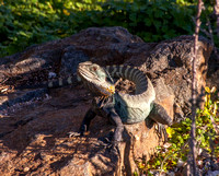 Eastern Water Dragon, Botanic Gardens, Canberra