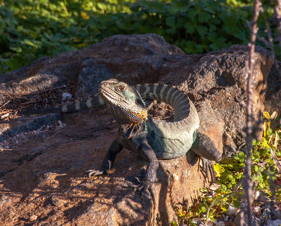 Eastern Water Dragon, Botanic Gardens, Canberra